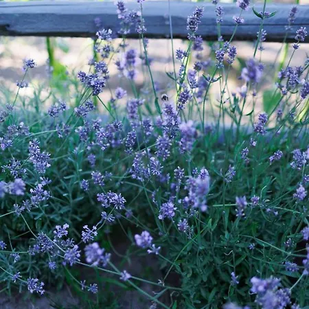 Glamping - Projekt Alpaka Luksusowy namiot