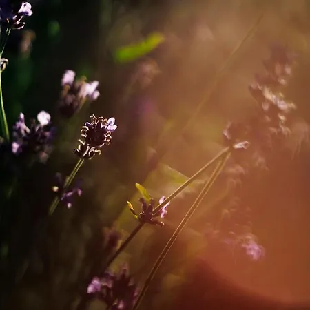 Glamping - Projekt Alpaka * Garbatka-Letnisko