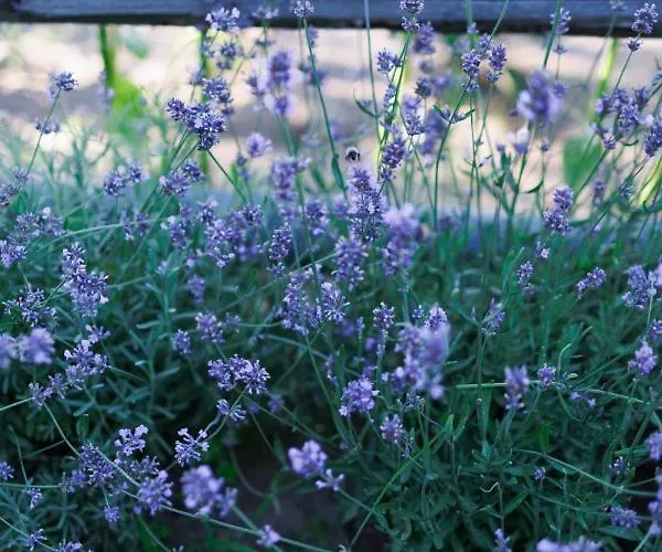 Glamping - Projekt Alpaka Luksusowy namiot