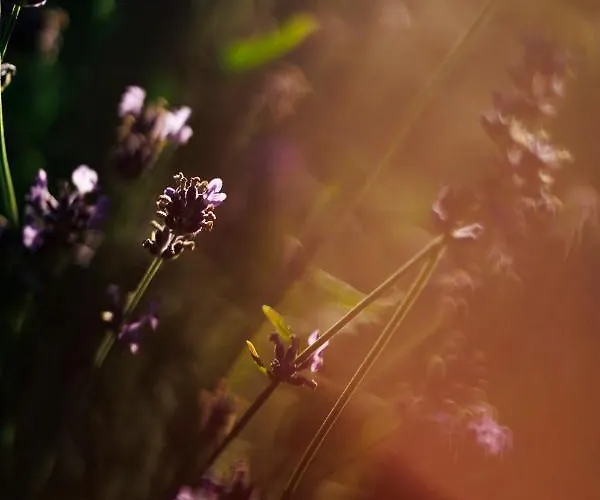 Glamping - Projekt Alpaka * Garbatka-Letnisko